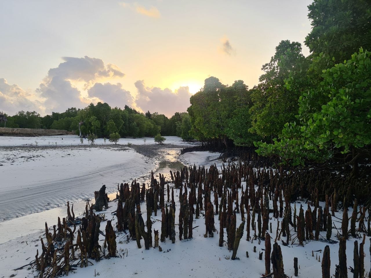 Mangrove sunset at low tide