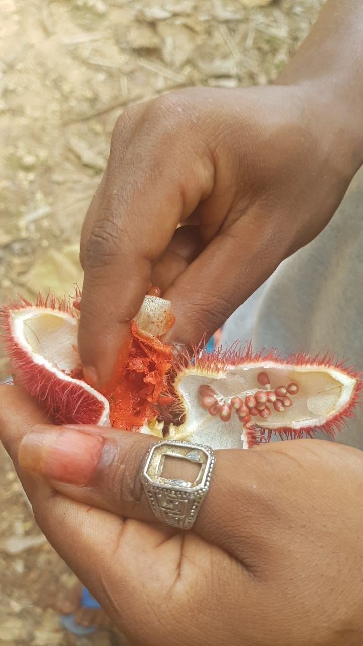 Annatto lipstick fruit at Zanzibar spice farm