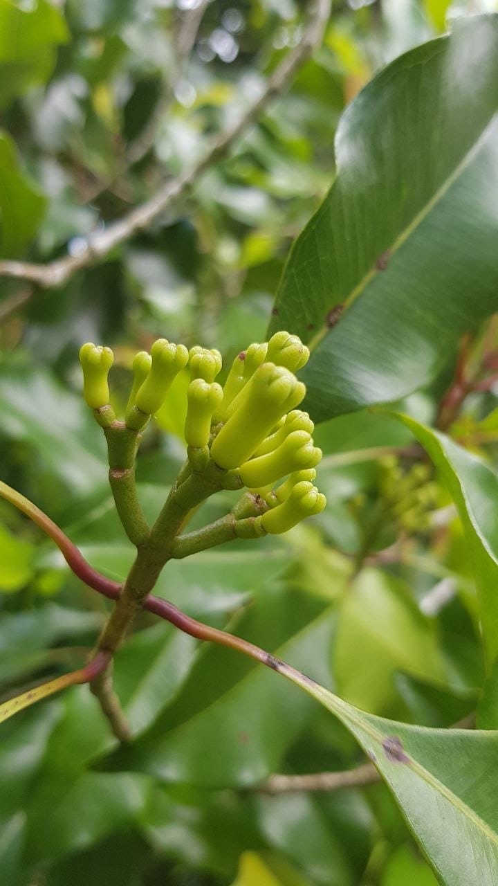 Fresh clove buds growing on branch