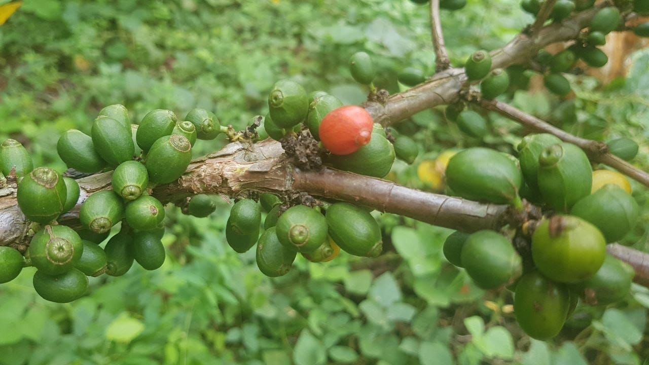 Coffee berries growing on branch